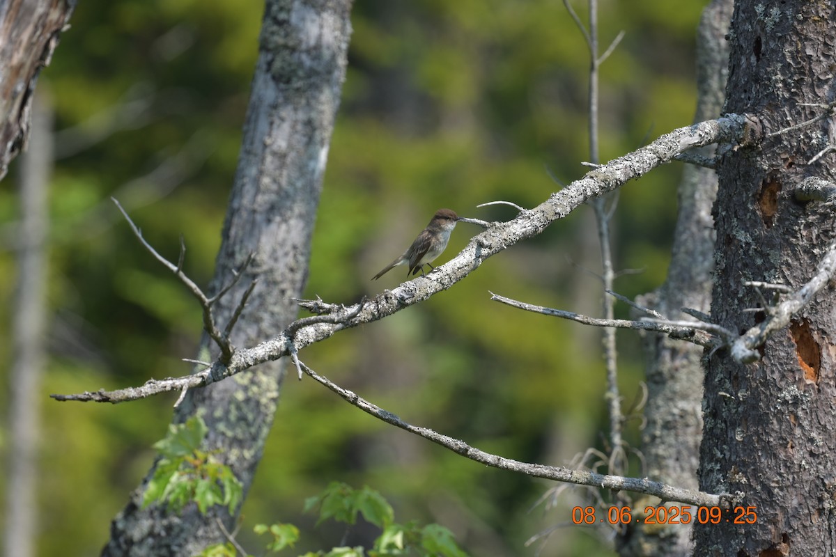 Eastern Phoebe - ML638105386