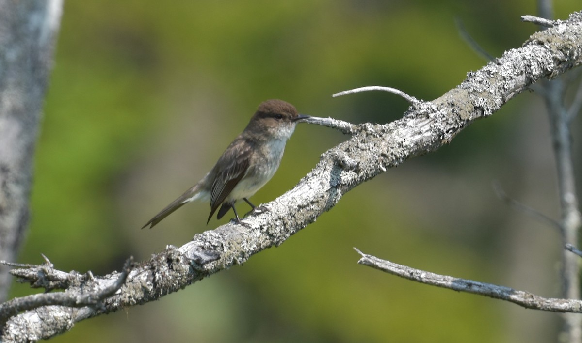 Eastern Phoebe - ML638105390