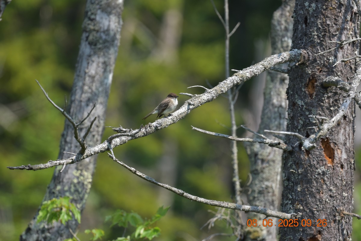 Eastern Phoebe - ML638105394