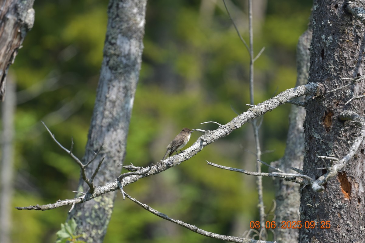 Eastern Phoebe - ML638105403