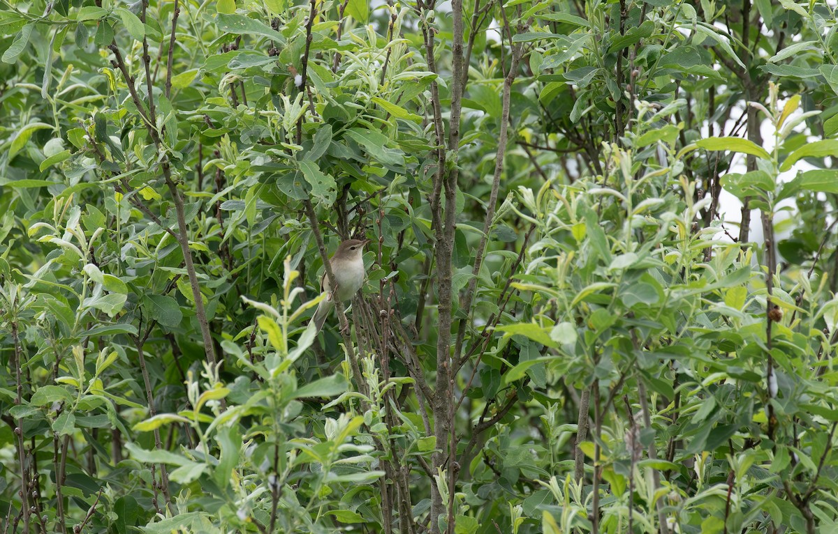 Booted Warbler - ML638105428