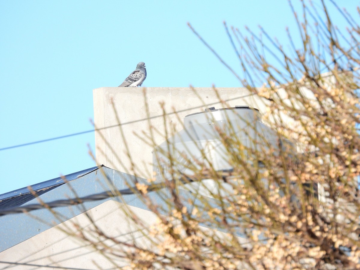 Spot-winged Pigeon - ML638105429