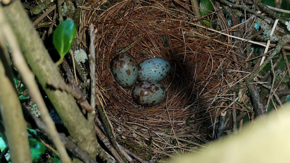 Northern Mockingbird - ML638105462