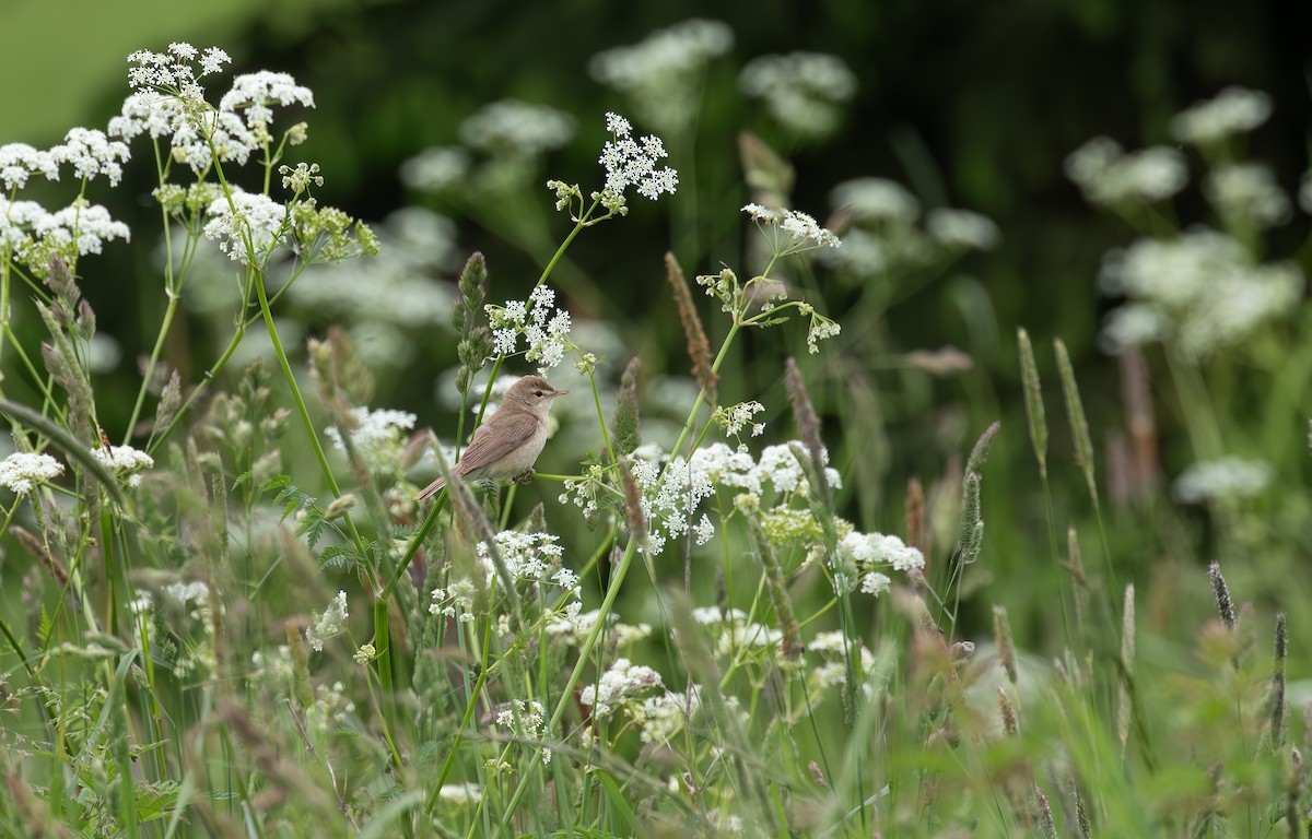 Booted Warbler - ML638105470