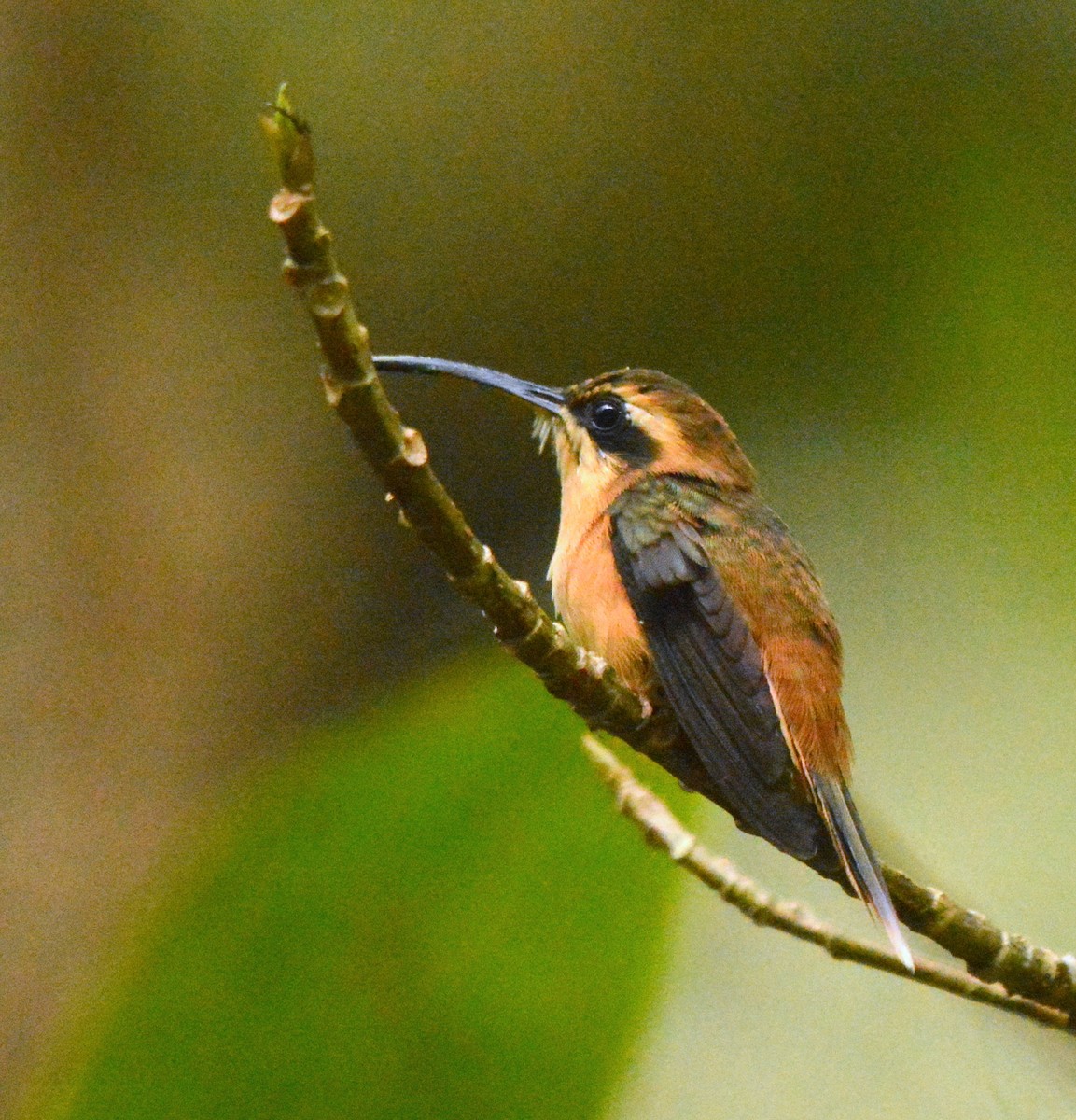 Stripe-throated Hermit - ML638105485