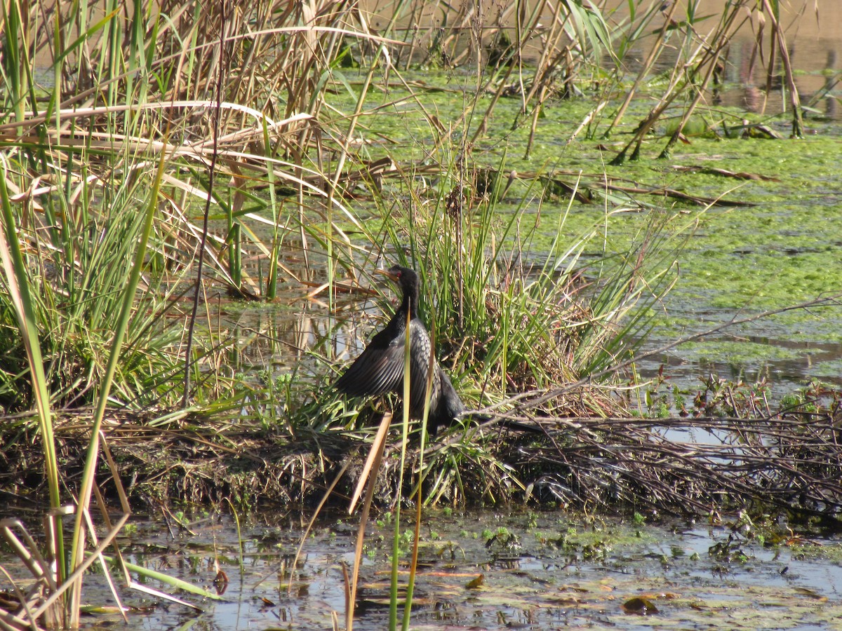Reed Cormorant - ML638105520