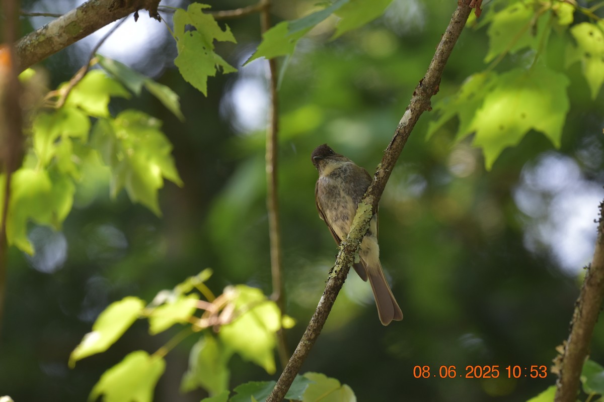 Eastern Phoebe - ML638105547