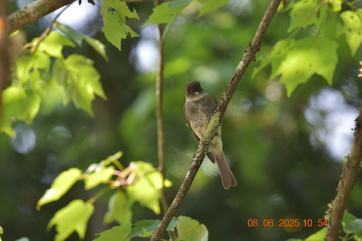 Eastern Phoebe - ML638105548