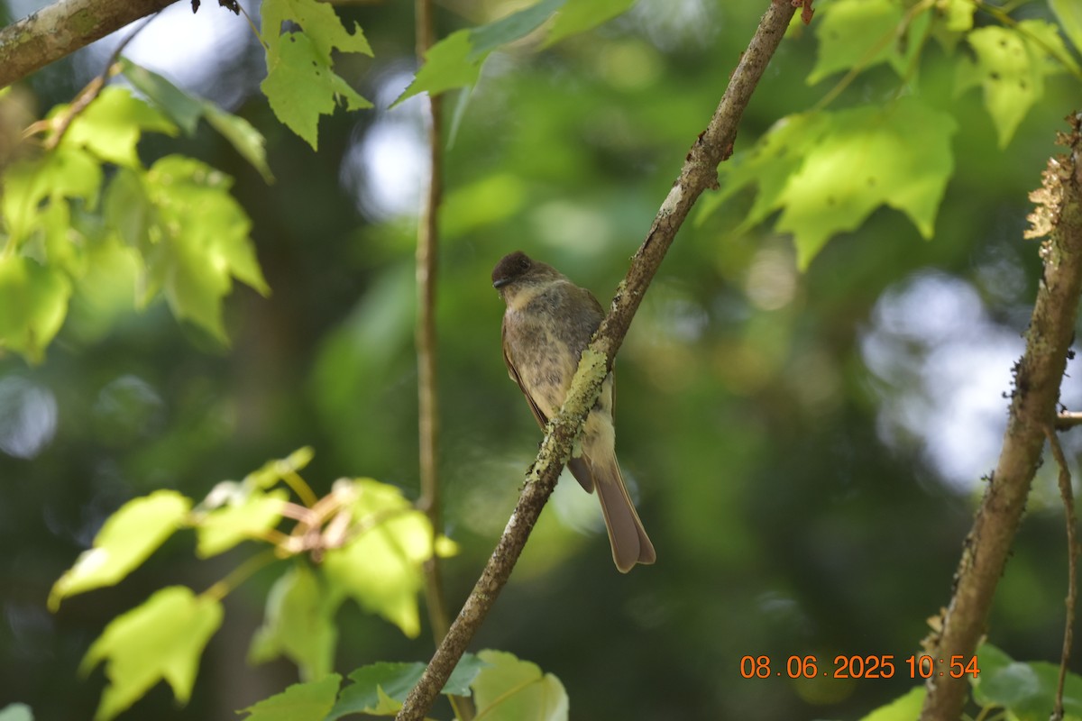 Eastern Phoebe - ML638105552