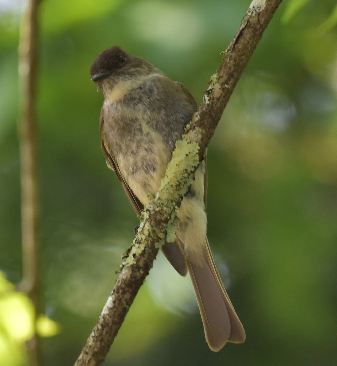 Eastern Phoebe - ML638105558