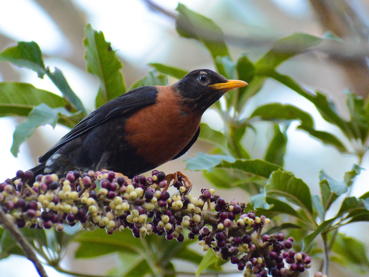 Rufous-collared Robin - ML638105565