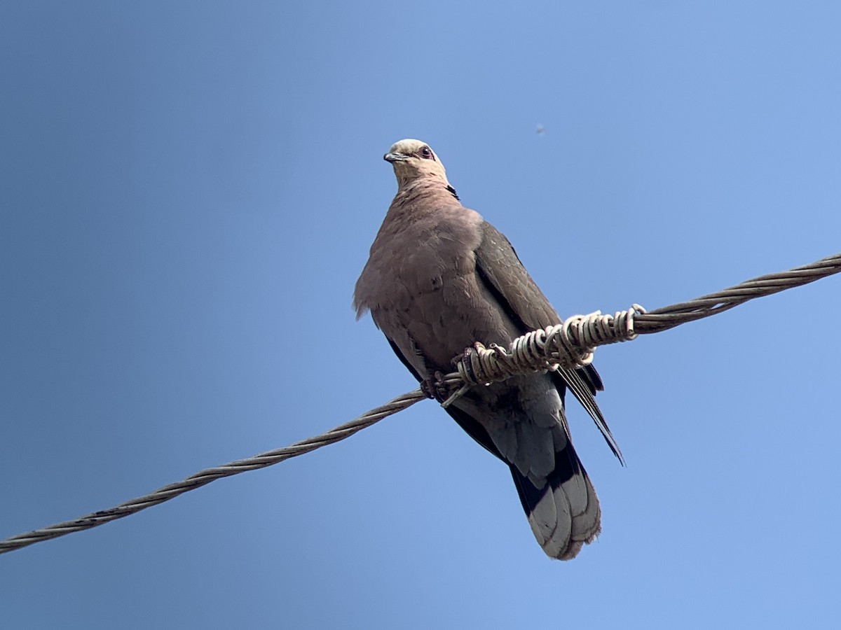 Red-eyed Dove - ML638105599