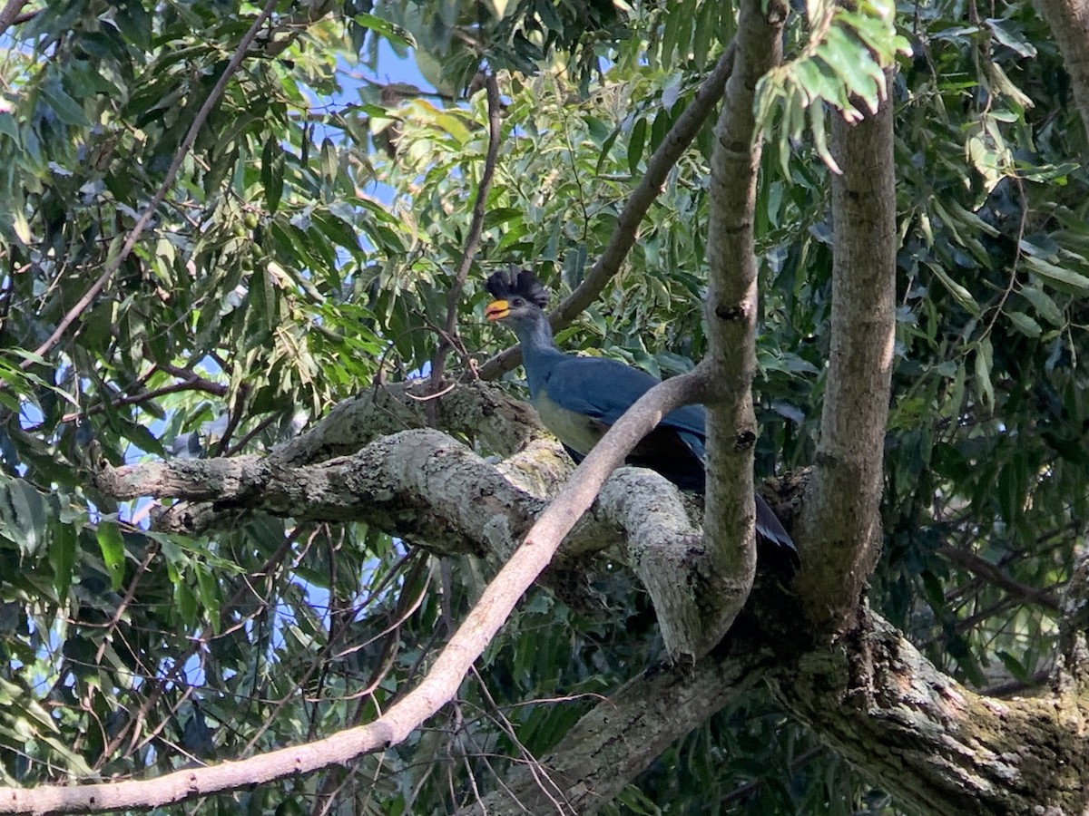 Great Blue Turaco - ML638105661