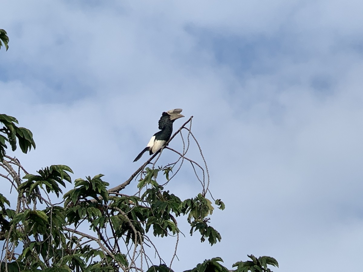 Grauwangen-Hornvogel - ML638105673