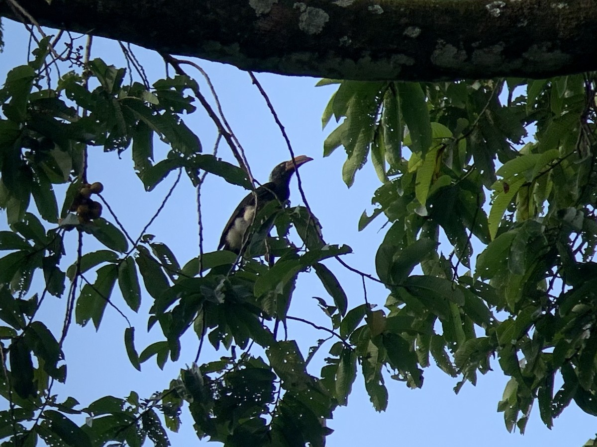 Crowned Hornbill - ML638105675