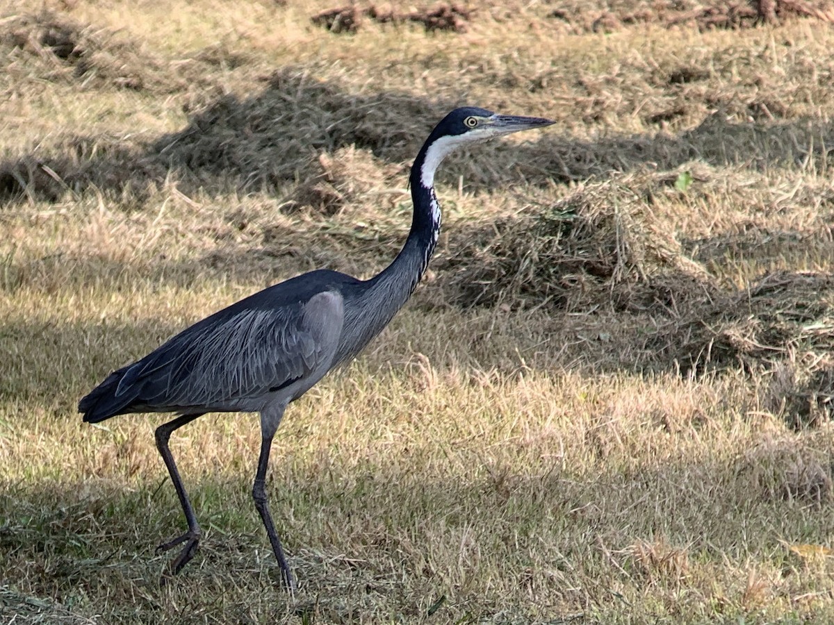 Black-headed Heron - ML638105705