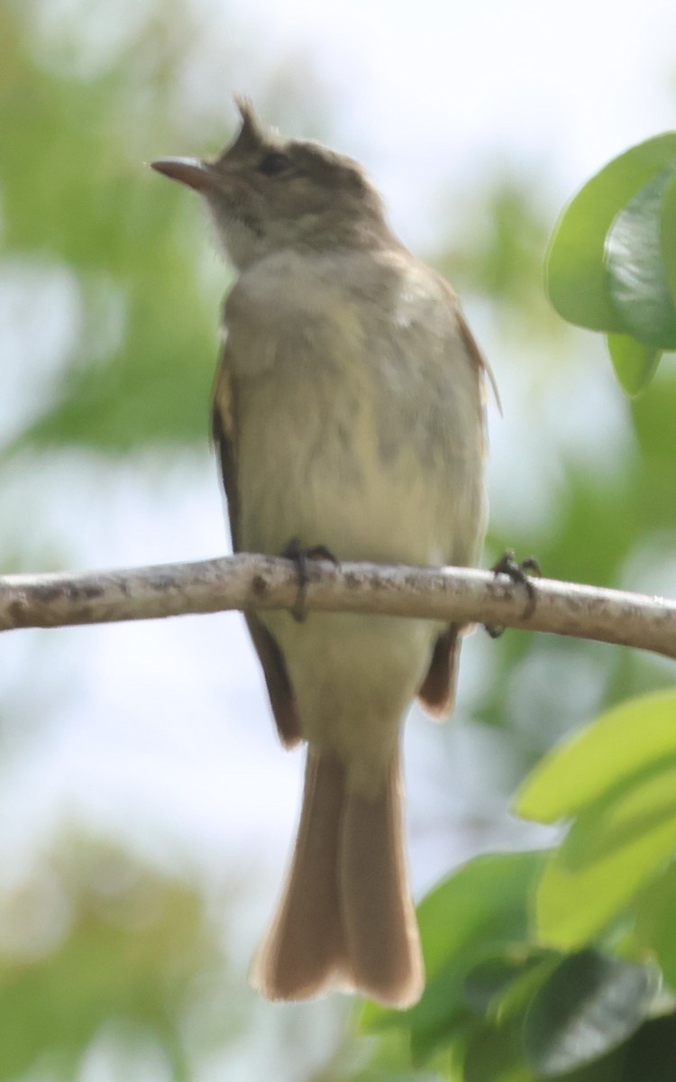 Caribbean Elaenia - ML638105708