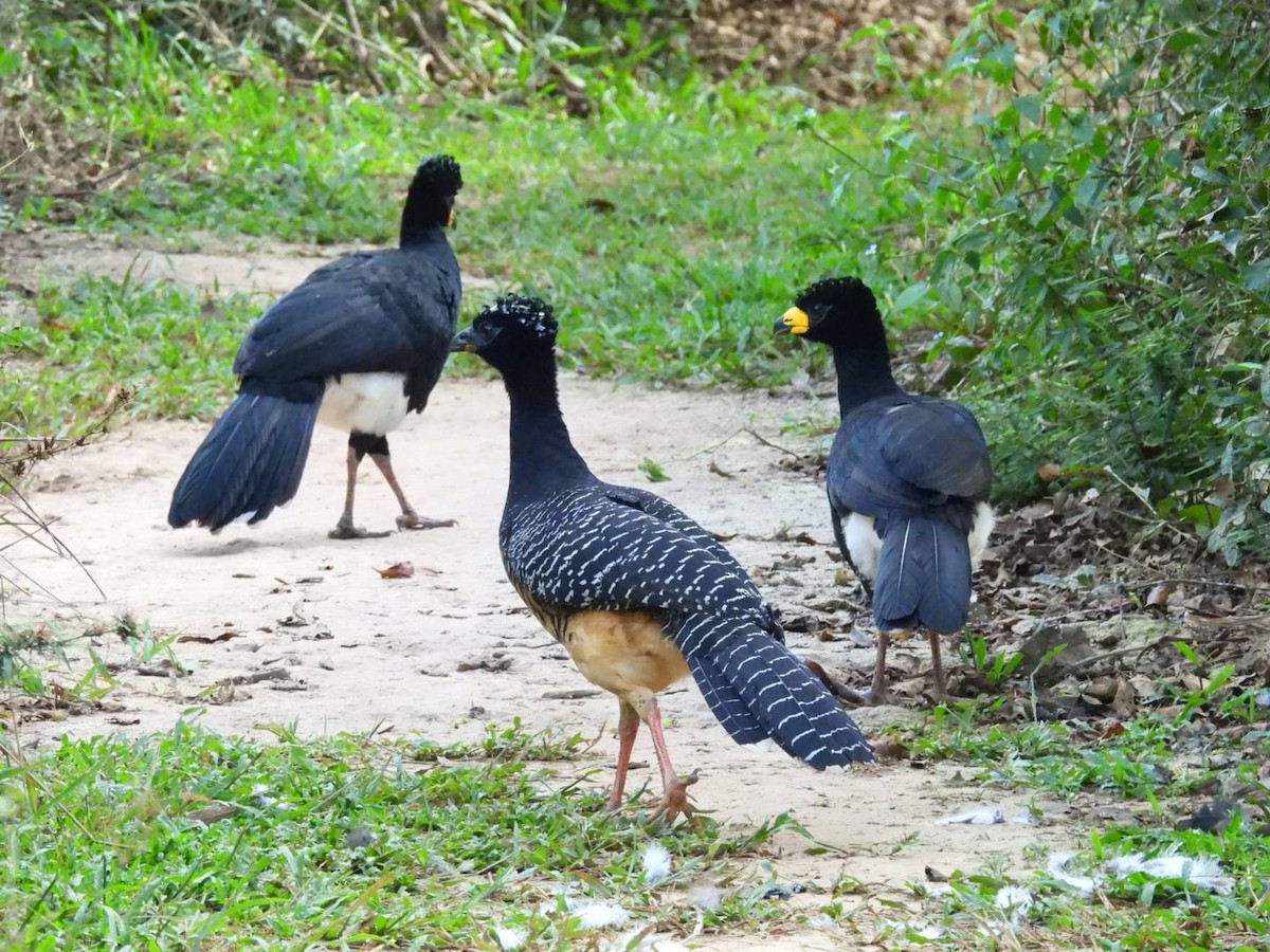 Bare-faced Curassow - ML638105717