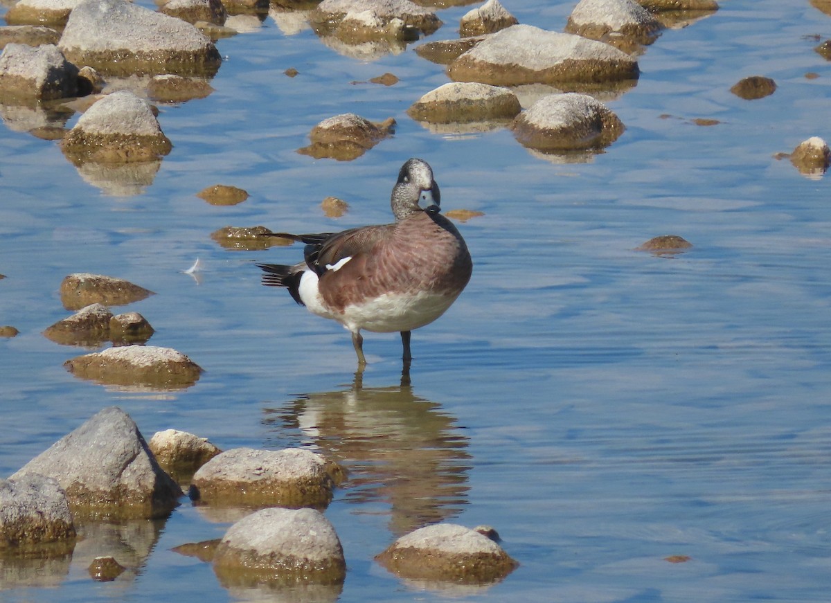 American Wigeon - ML638105796