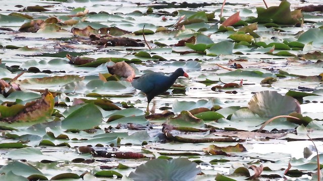 Purple Gallinule - ML638105802