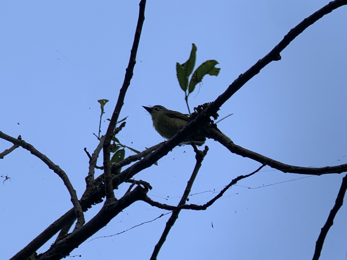 Yellow-fronted Tinkerbird - ML638105824