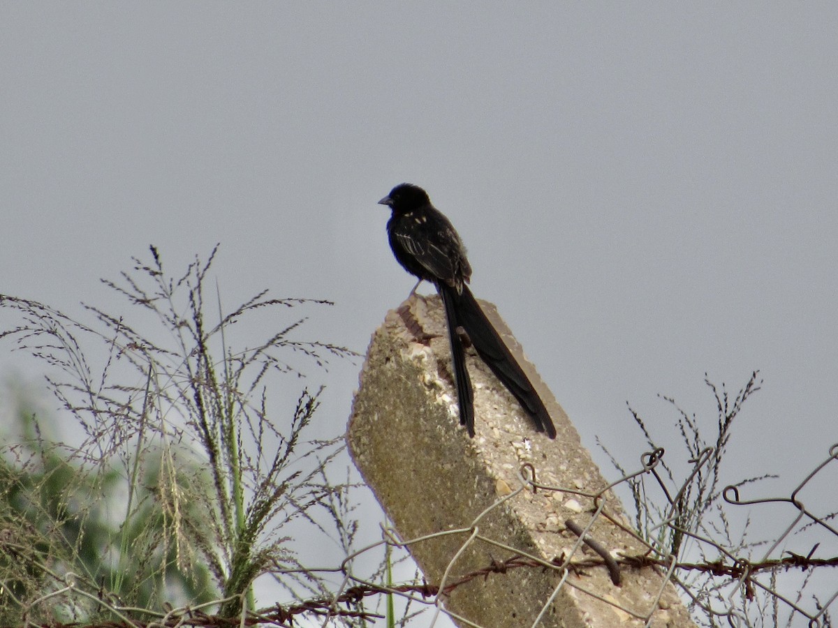 Red-collared Widowbird - ML638105828