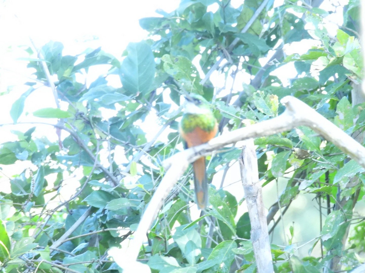 Rufous-tailed Jacamar - ML638105878