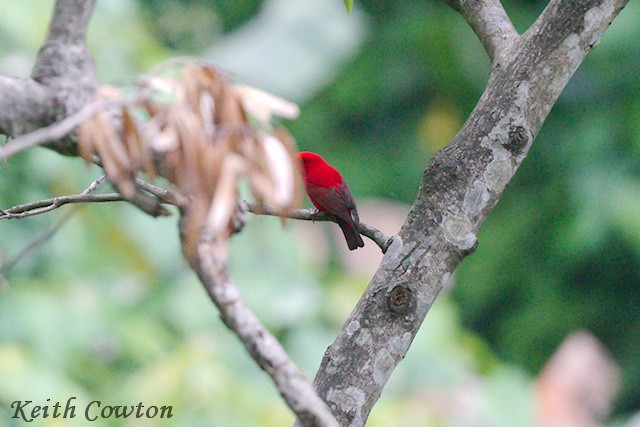 Scarlet Finch - ML638105881