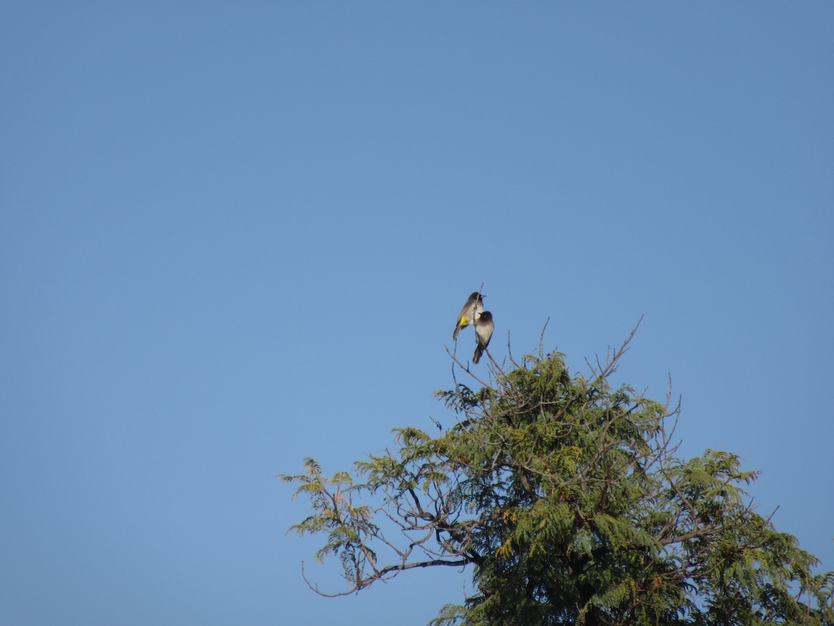 Black-fronted Bulbul - ML638105882