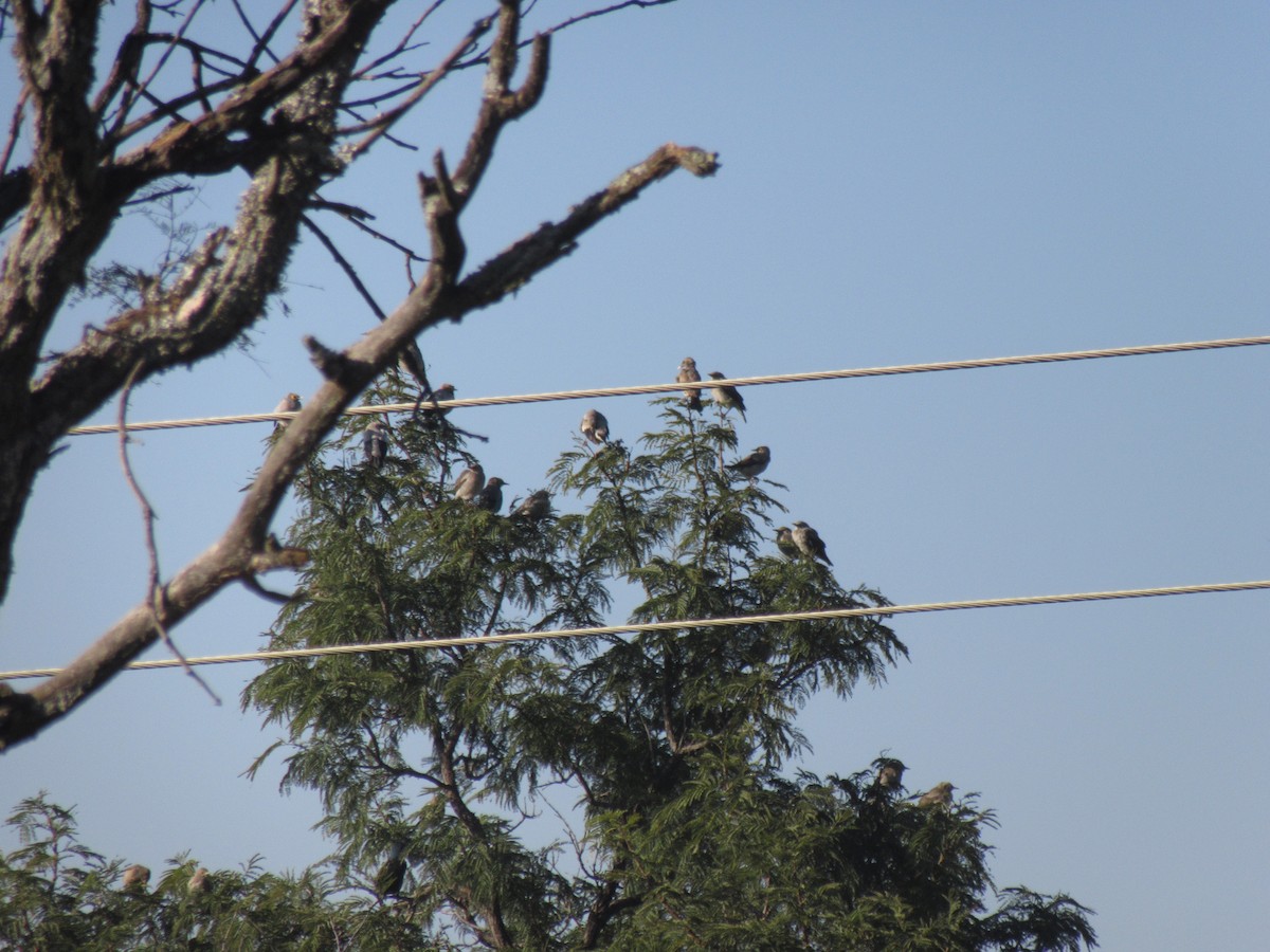Wattled Starling - ML638105910