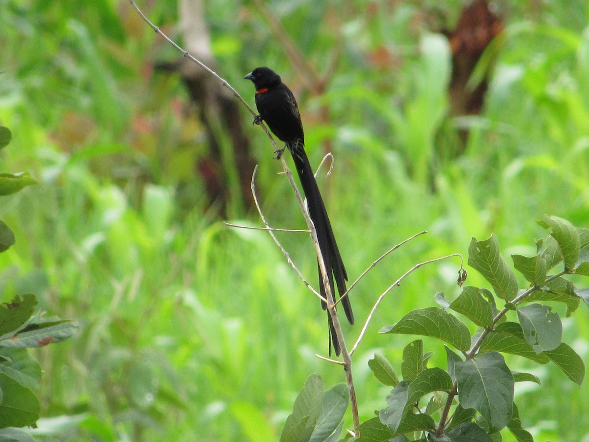 Red-collared Widowbird - ML638105953