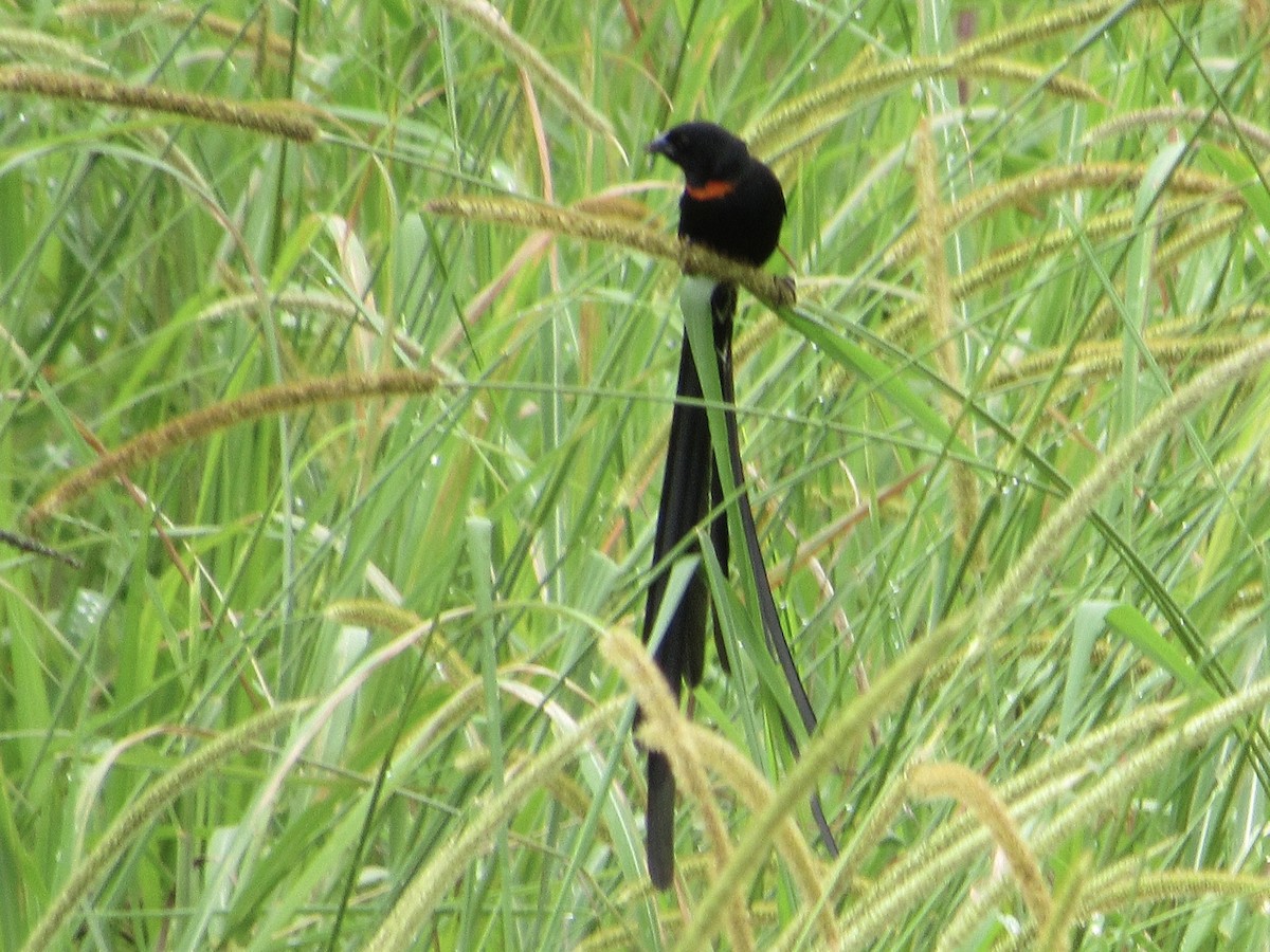 Red-collared Widowbird - ML638105965