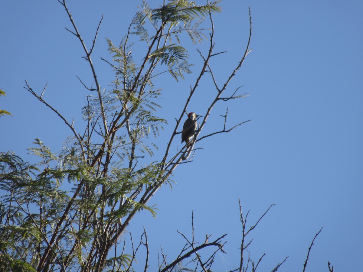 Cardinal Woodpecker - ML638105971