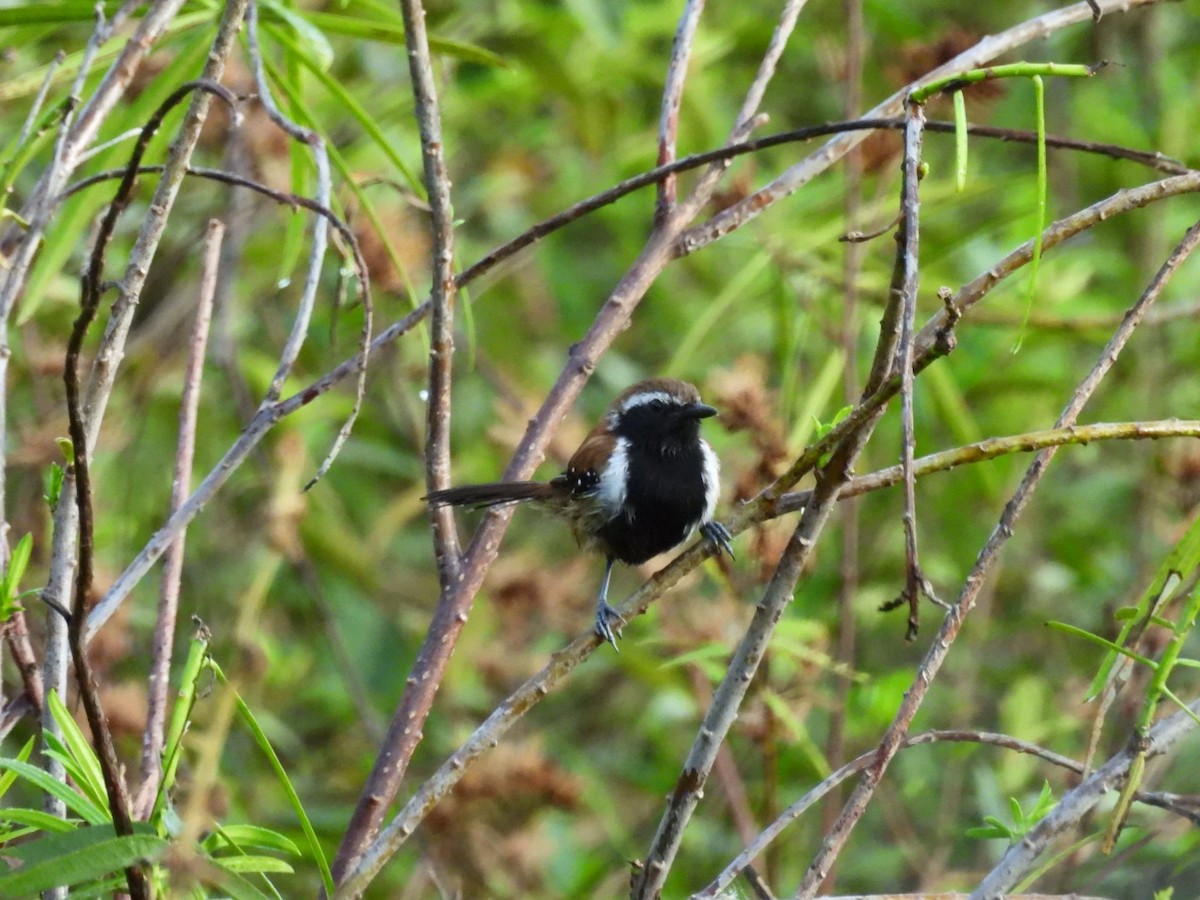 Rusty-backed Antwren - ML638105978