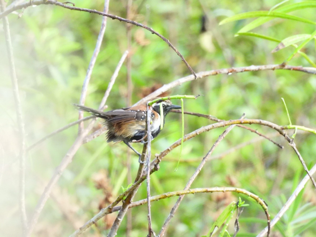 Rusty-backed Antwren - ML638105979