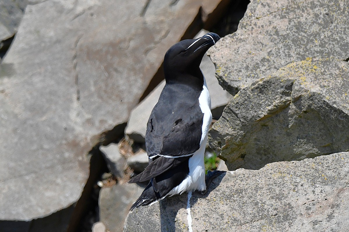 Razorbill - ML638105980