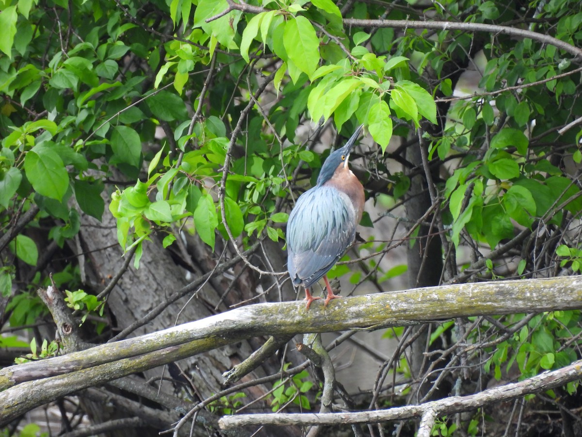 Green Heron - ML638105983