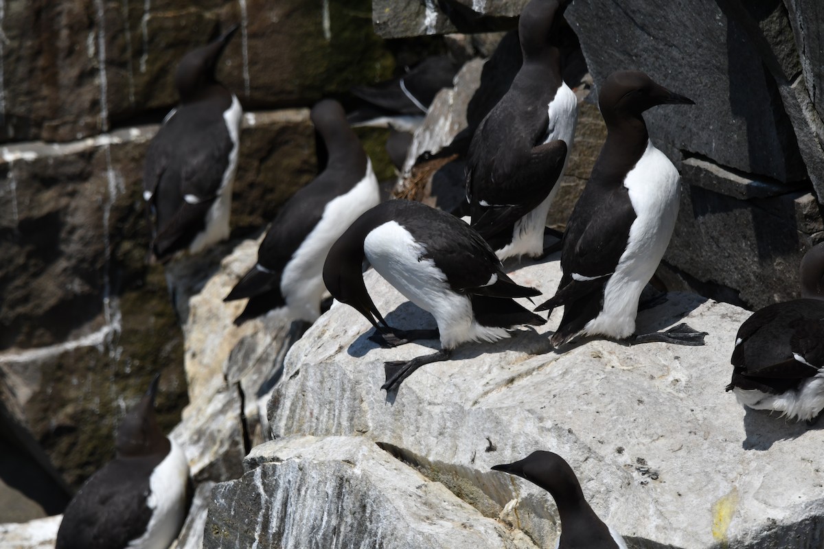 Common Murre - ML638105994