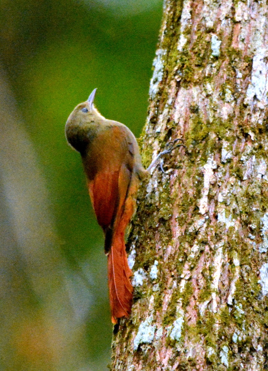 Olivaceous Woodcreeper - ML638106007