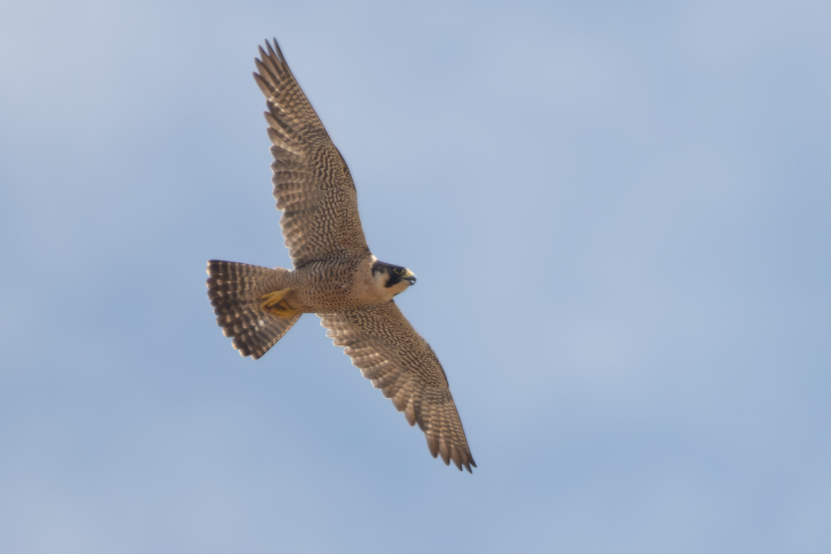 Peregrine Falcon - ML638106008