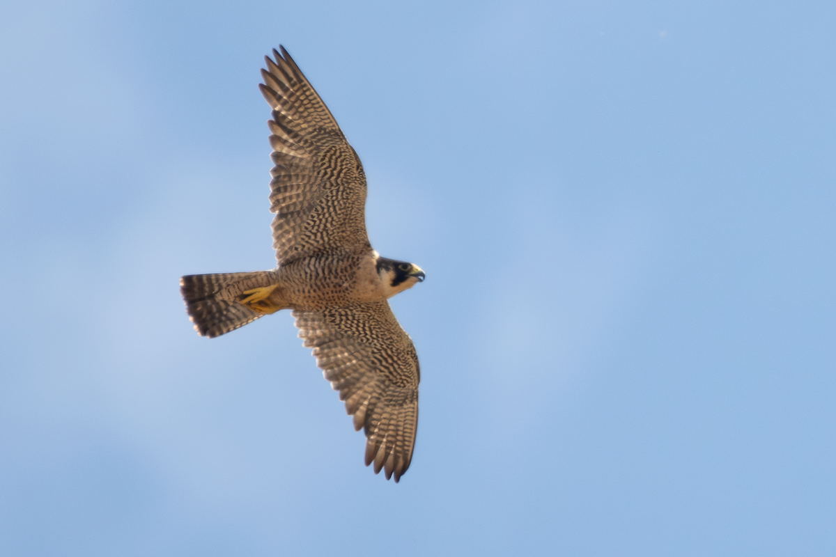 Peregrine Falcon - ML638106009