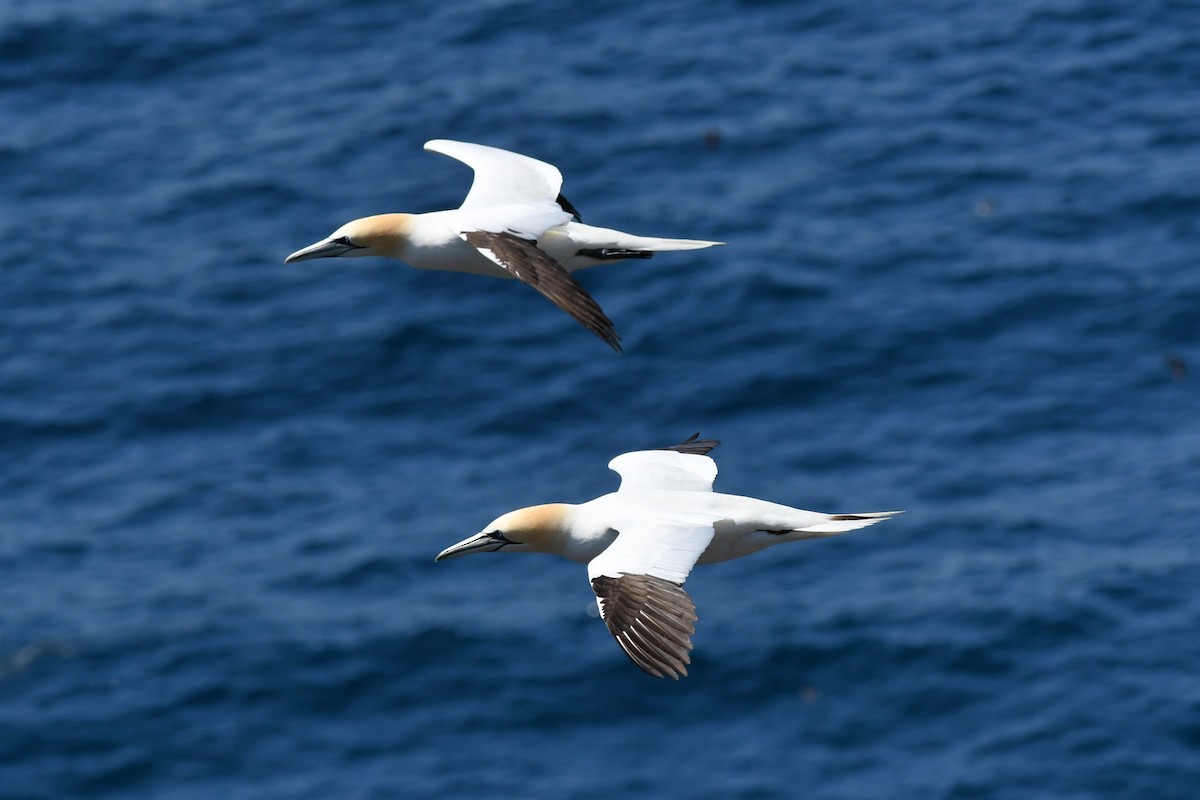 Northern Gannet - ML638106023