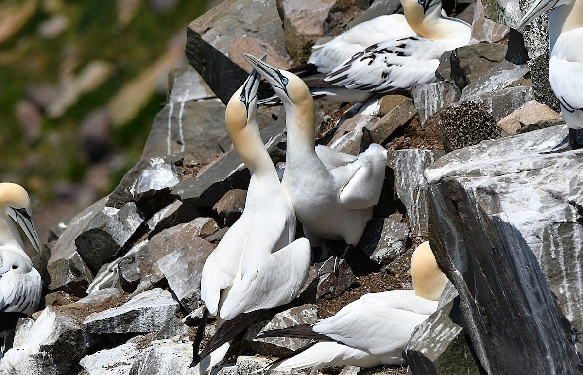 Northern Gannet - ML638106025