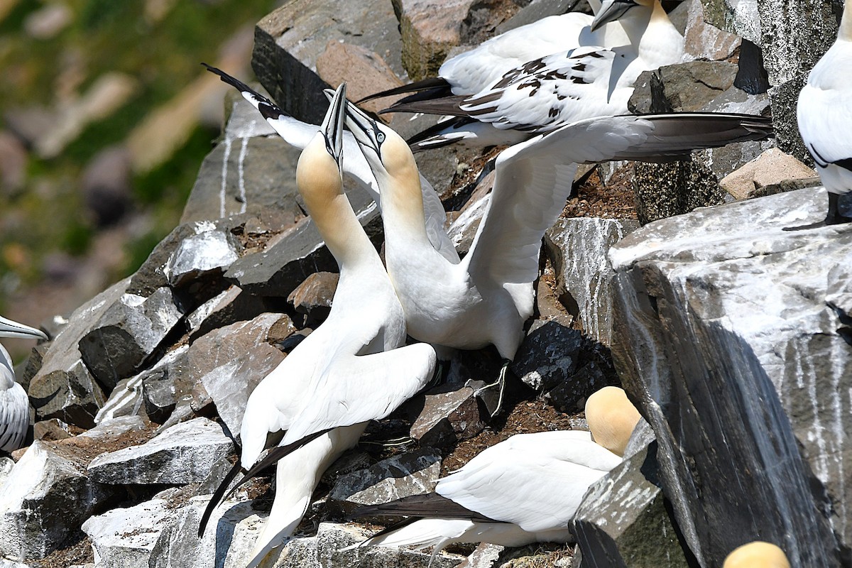Northern Gannet - ML638106026