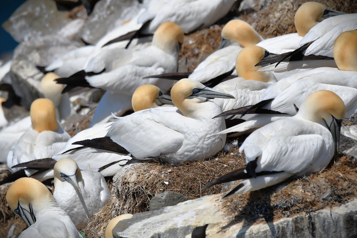 Northern Gannet - ML638106027