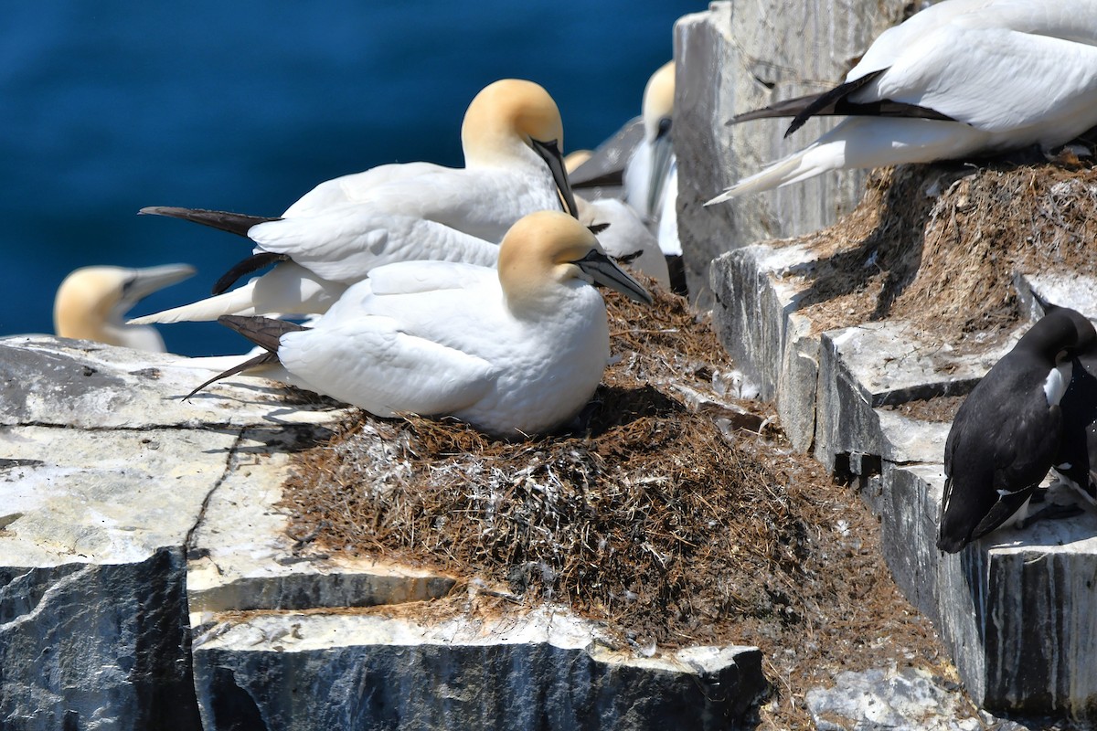 Northern Gannet - ML638106028