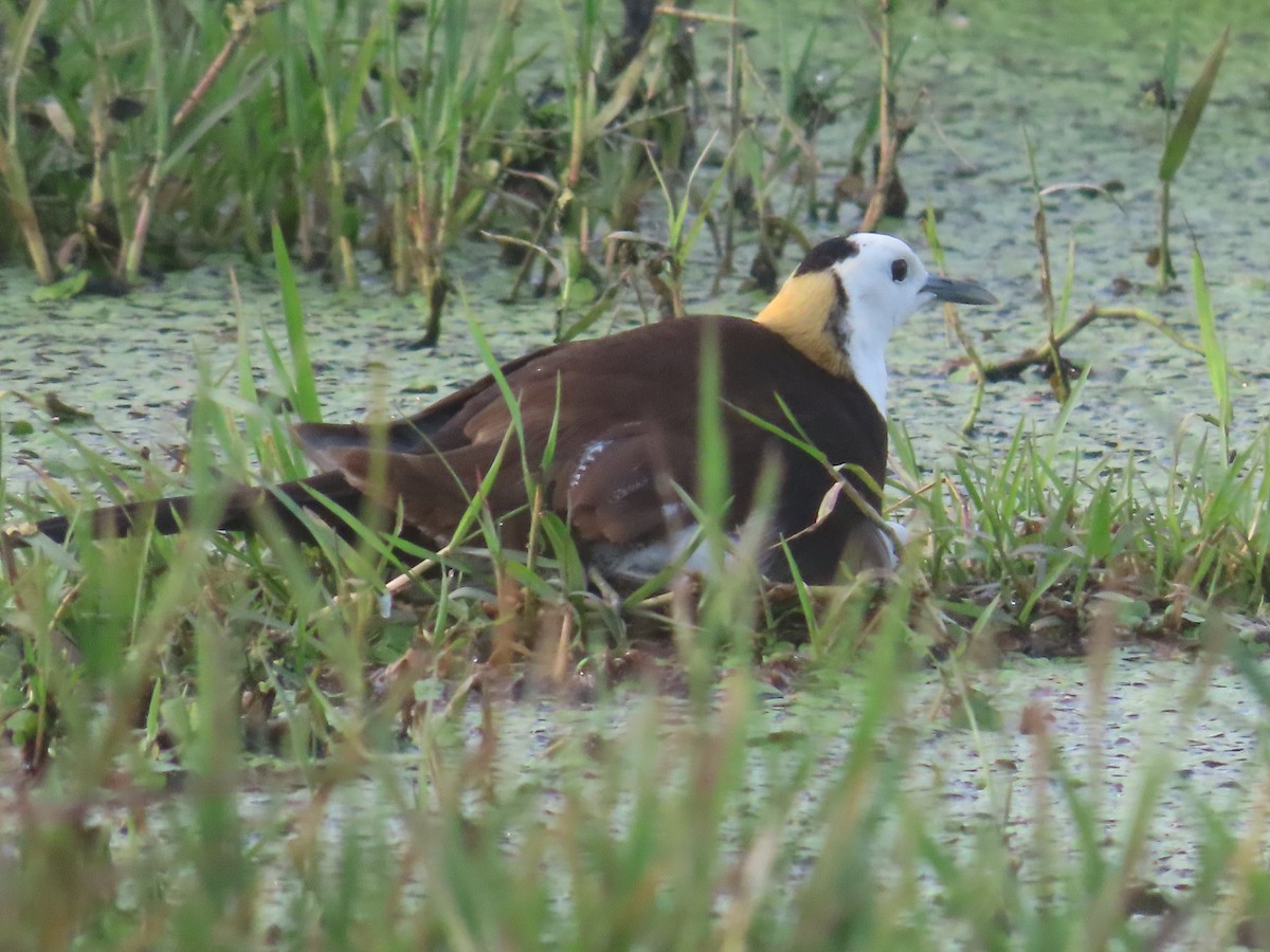 Pheasant-tailed Jacana - ML638106035