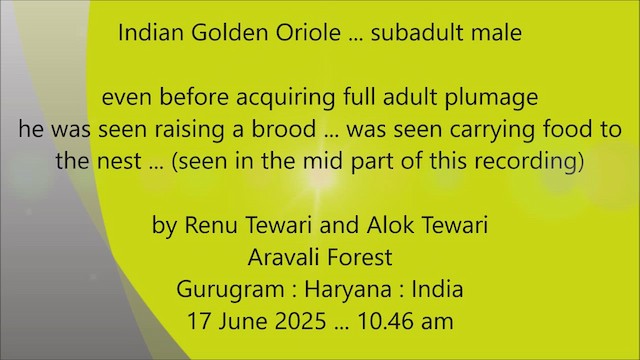 Indian Golden Oriole - ML638106038