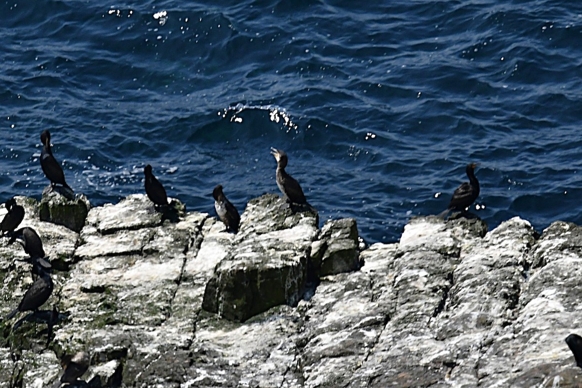 Great Cormorant - ML638106039