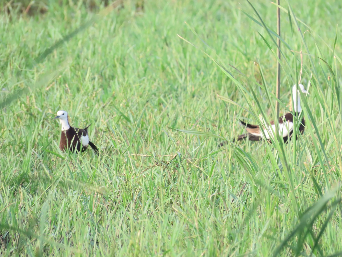 Pheasant-tailed Jacana - ML638106045
